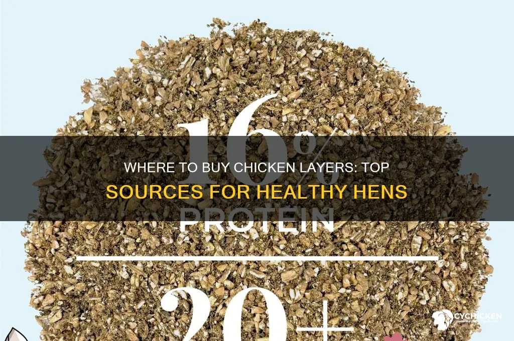 where can i buy chicken layers