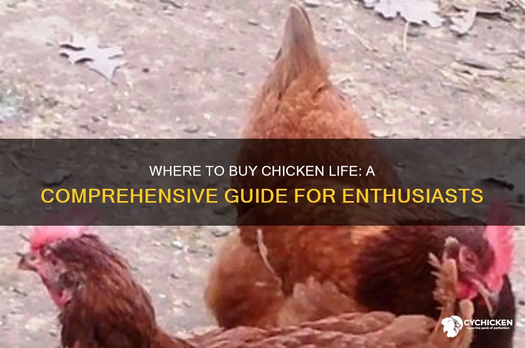 where can i buy chicken life
