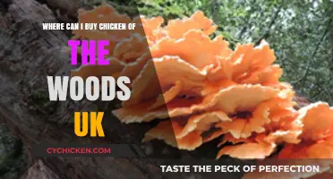 Discover Top UK Spots to Buy Chicken of the Woods Mushroom