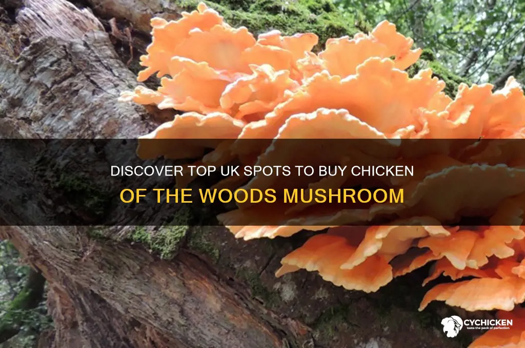 where can i buy chicken of the woods uk