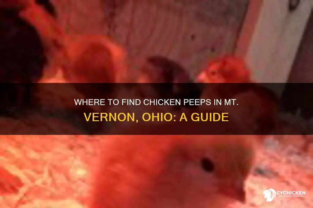 where can i buy chicken peeps in mt vernon ohio