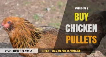 Where to Buy Healthy Chicken Pullets: Top Sources and Tips