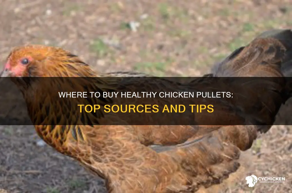 where can i buy chicken pullets