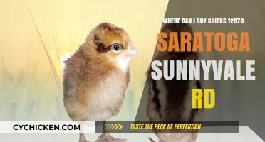 Where to Buy Chicks Near Saratoga Sunnyvale Rd 12870