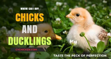 Where to Buy Chicks and Ducklings: A Beginner's Guide