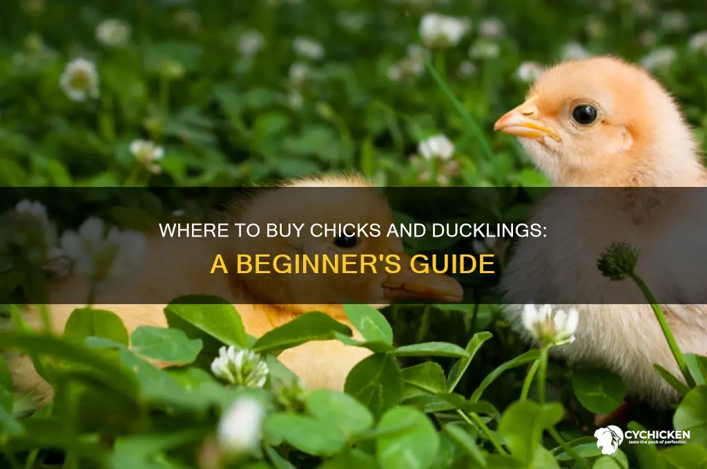where can i buy chicks and ducklings