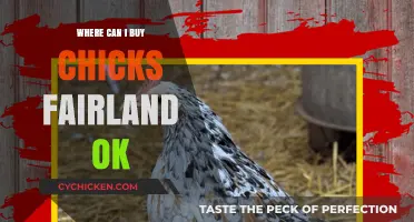 Where to Buy Chicks in Fairland, OK: Top Local Sources