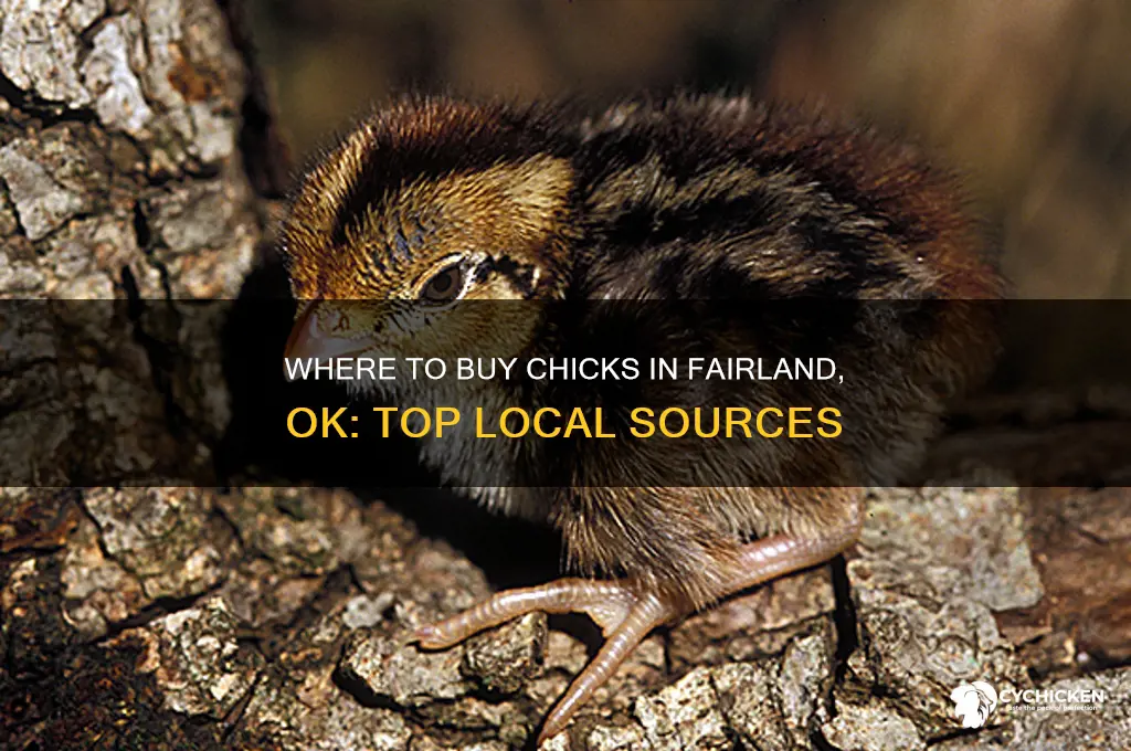 where can i buy chicks fairland ok