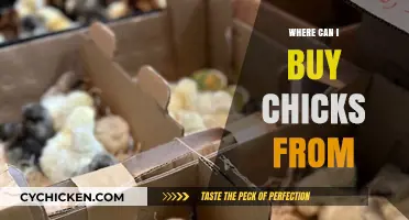 Where to Buy Chicks: Top Sources for Healthy Poultry