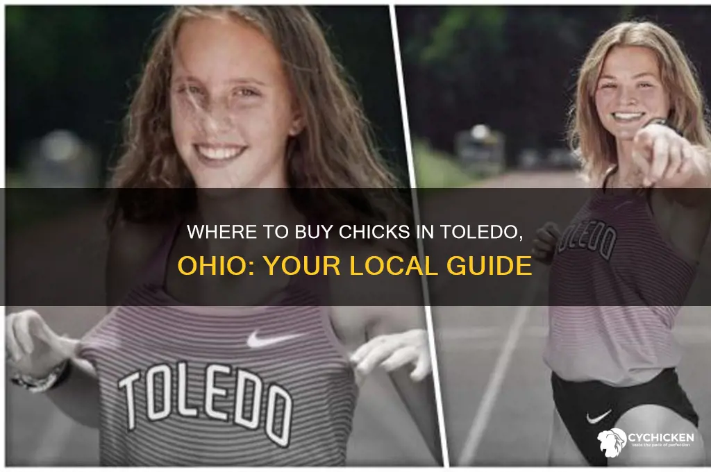 where can i buy chicks im toledo ohio