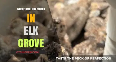 Where to Buy Chicks in Elk Grove: Top Local Sources
