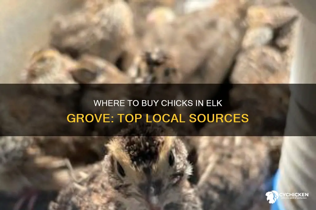 where can i buy chicks in elk grove