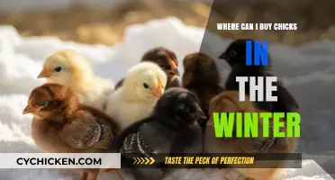 Winter Chick Buying Guide: Where to Find Healthy Chicks Locally
