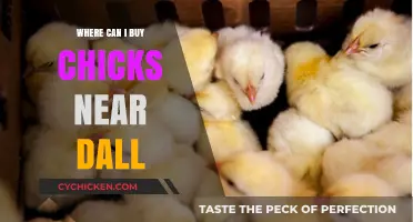Where to Buy Chicks Near Dallas: Top Local Sources and Tips