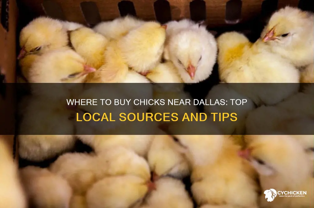 where can i buy chicks near dall
