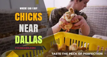 Find Chicks for Sale Near Dallas: Local Hatcheries & Stores