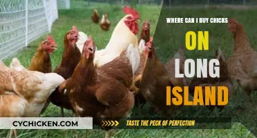 Where to Buy Chicks on Long Island: Top Local Sources