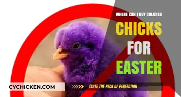 Where to Buy Colored Chicks for Easter Celebrations