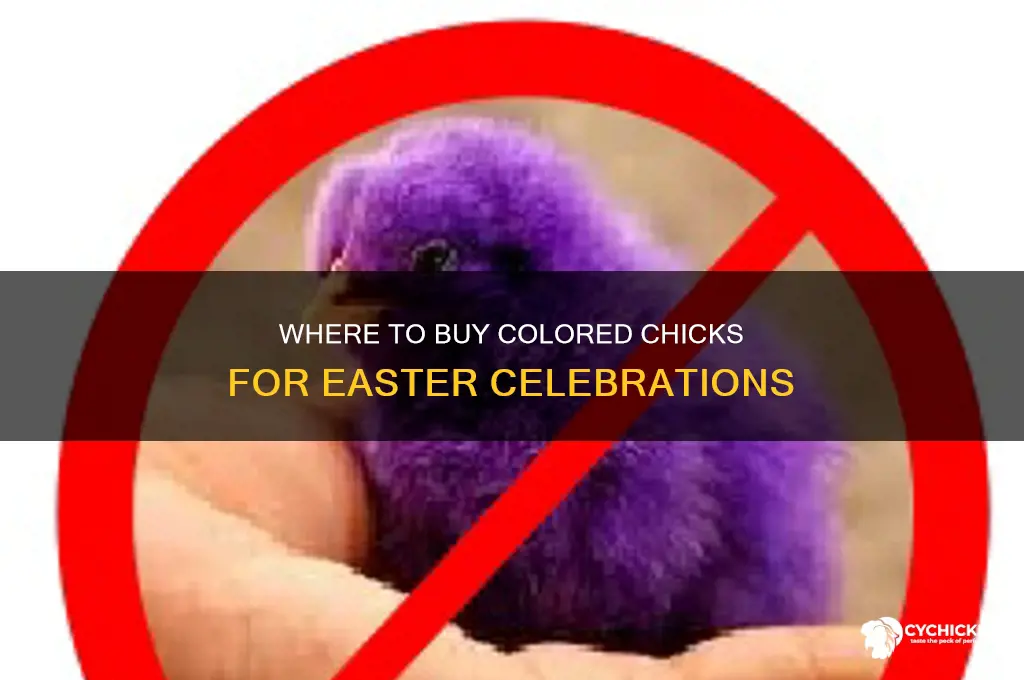where can i buy colored chicks for easter