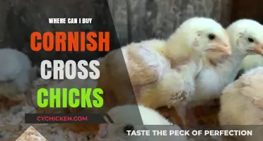 Where to Buy Cornish Cross Chicks: Top Sources and Tips