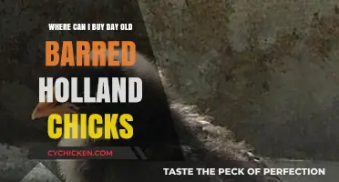 Where to Buy Day-Old Barred Holland Chicks: Top Sources
