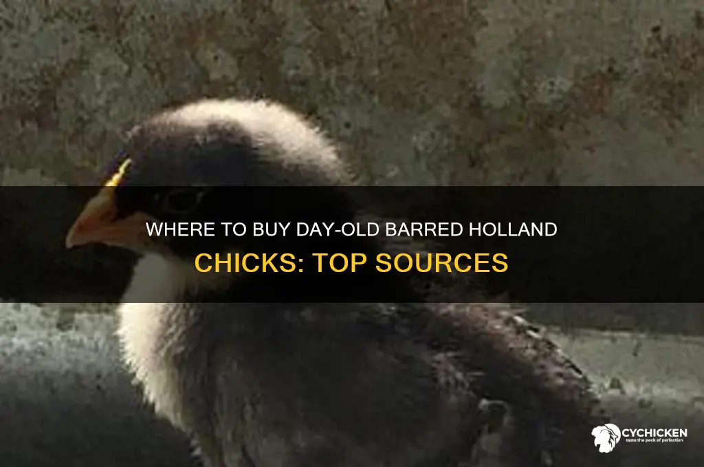 where can i buy day old barred holland chicks