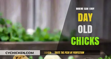 Where to Buy Day-Old Chicks: Top Sources and Tips
