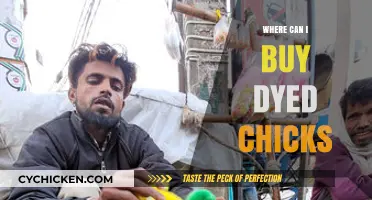 Where to Buy Dyed Chicks: Ethical Considerations and Retail Options
