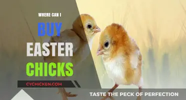 Where to Buy Easter Chicks: A Guide to Finding Your Fluffy Friends