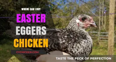 Where to Buy Easter Eggers Chickens: A Comprehensive Guide
