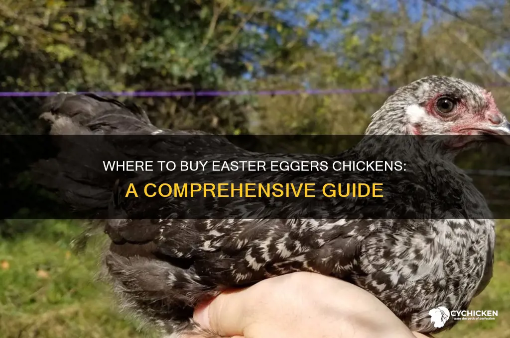 where can i buy easter eggers chicken