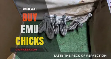 Where to Buy Emu Chicks: Top Sources and Tips for Purchase