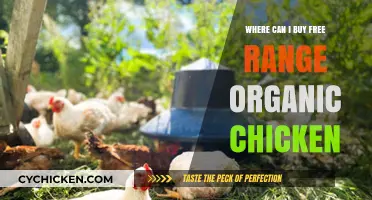 Where to Buy Free Range Organic Chicken: Top Sources