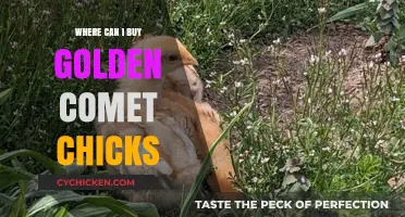 Where to Buy Golden Comet Chicks: Top Sources and Tips