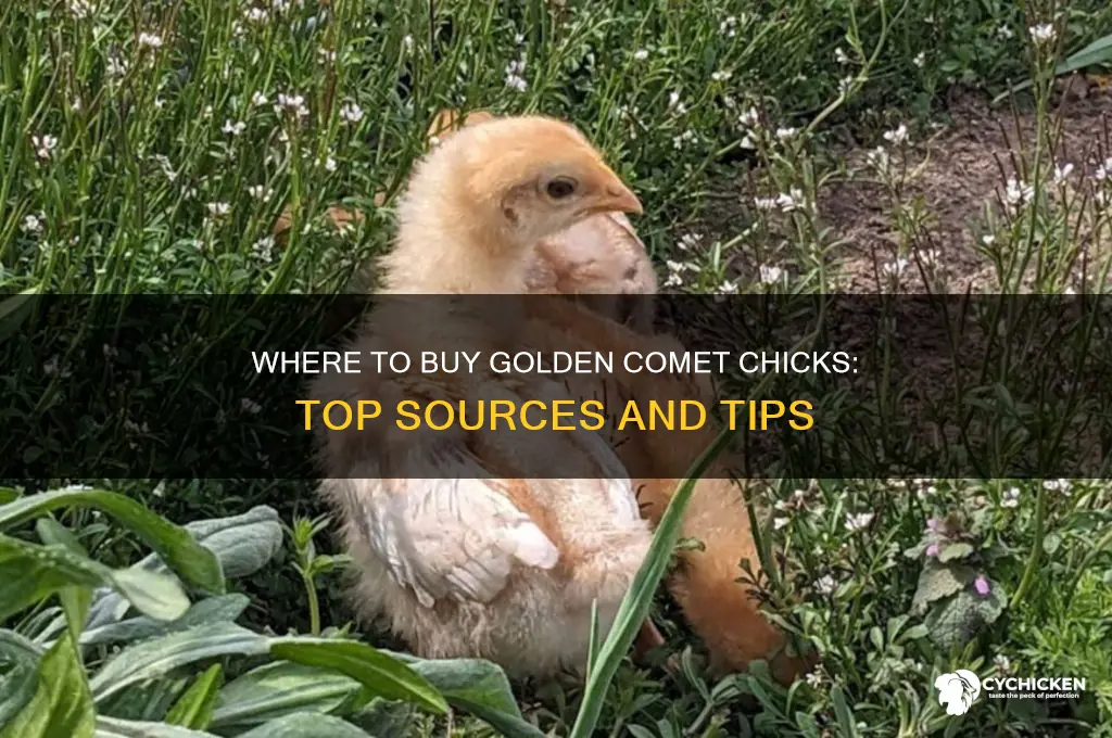 where can i buy golden comet chicks