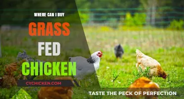 Where to Buy Grass-Fed Chicken: Top Sources and Tips
