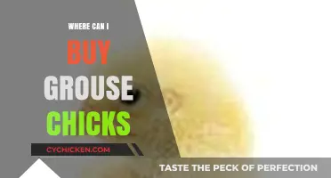 Where to Purchase Grouse Chicks: A Comprehensive Guide for Buyers
