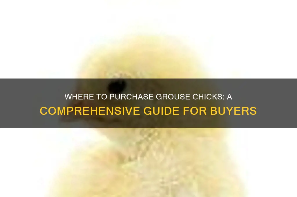 where can i buy grouse chicks