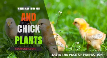 Discover the Best Places to Buy Hen and Chick Plants
