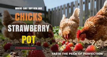 Where to Find Hen and Chicks Strawberry Pots: A Buyer's Guide