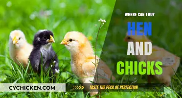 Where to Buy Hen and Chicks: Top Nurseries and Online Stores