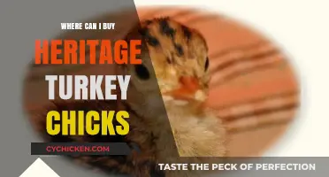 Where to Buy Heritage Turkey Chicks: A Comprehensive Guide