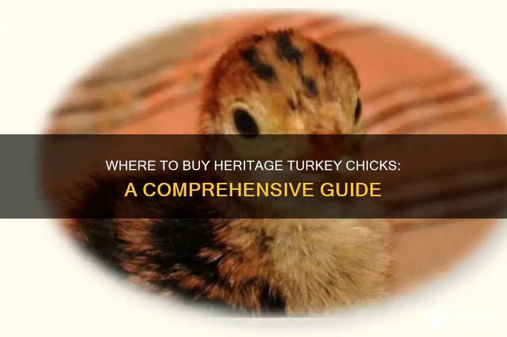 where can i buy heritage turkey chicks