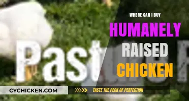 Find Humanely Raised Chicken: Top Sources for Ethical Poultry Purchases