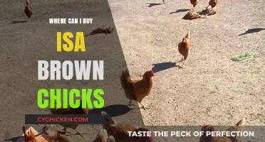 Where to Buy Isa Brown Chicks: Top Sources and Tips