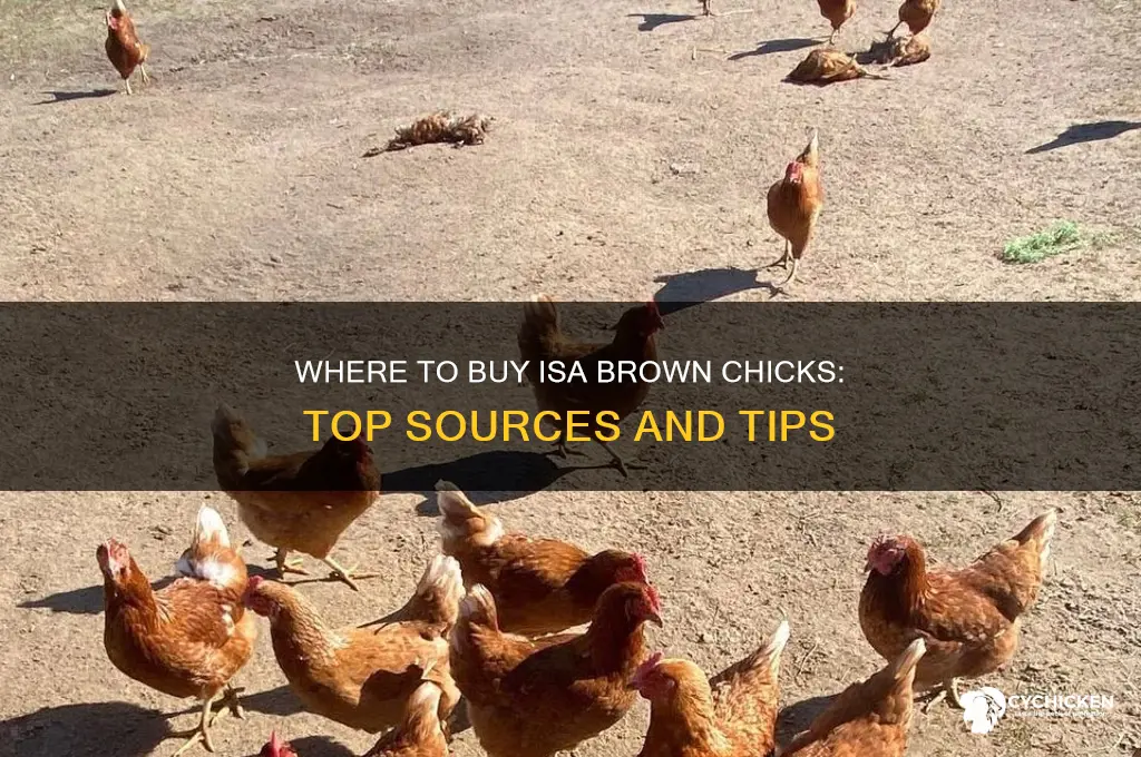 where can i buy isa brown chicks