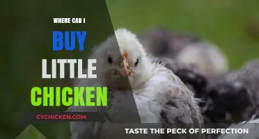 Where to Buy Little Chicken: Best Stores and Online Options