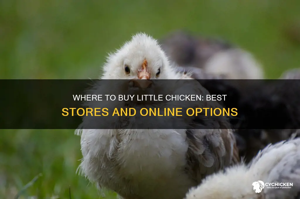 where can i buy little chicken