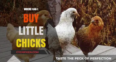 Where to Buy Little Chicks: A Beginner's Guide to Hatchlings