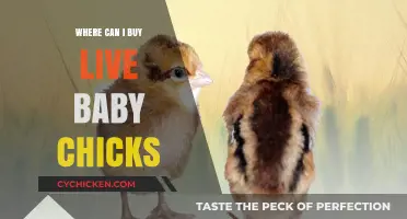 Where to Buy Live Baby Chicks: Top Sources and Tips